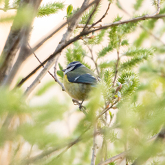 Cyanistes caeruleus