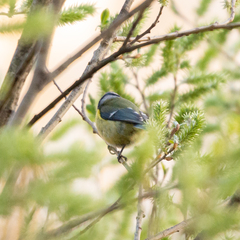 Cyanistes caeruleus