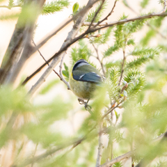 Cyanistes caeruleus