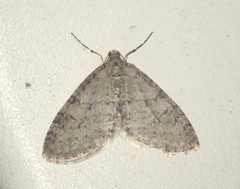 Trichopteryx carpinata