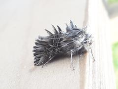 Omphalophana serrata