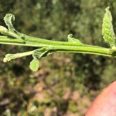 Pterocaulon redolens