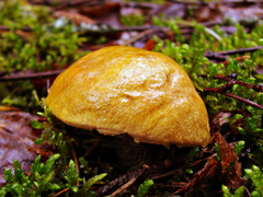 Leccinum albostipitatum