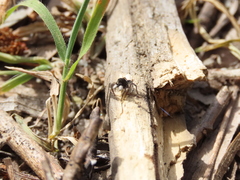 Aelurillus luctuosus