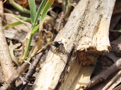 Aelurillus luctuosus