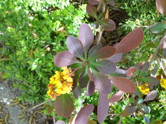 Berberis × ottawensis