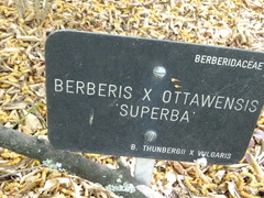 Berberis × ottawensis