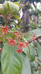Sterculia lanceolata