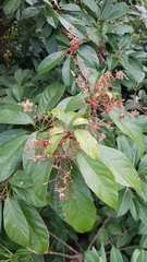 Sterculia lanceolata