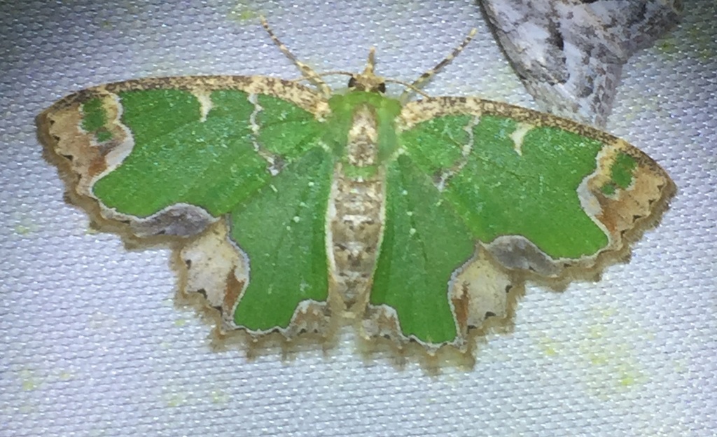 Eucyclodes decorata