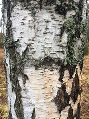 Betula pendula