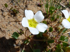 Oxalis dregei