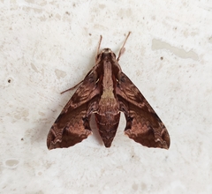 Eupanacra elegantulus