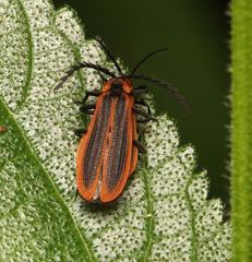 Trichalus ampliatus