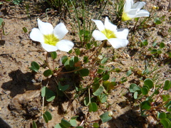 Oxalis dregei