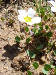 Oxalis dregei