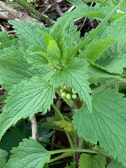 Lamium album