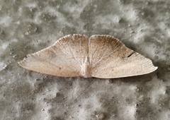 Decetia subobscurata