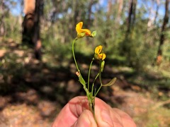 Zornia dyctiocarpa