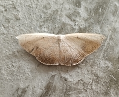 Decetia subobscurata