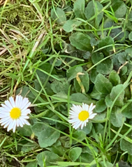 Bellis perennis