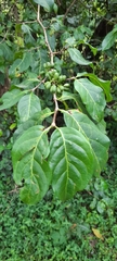 Afrocanthium keniense
