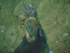 Potamon hippocratis