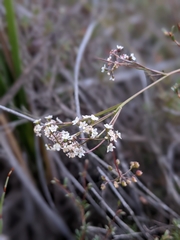 Platysace heterophylla heterophylla
