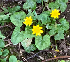 Ficaria verna