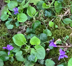 Viola reichenbachiana