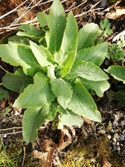 Digitalis purpurea