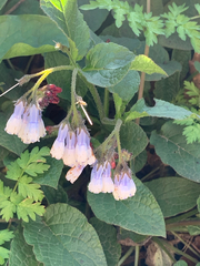 Symphytum × hidcotense