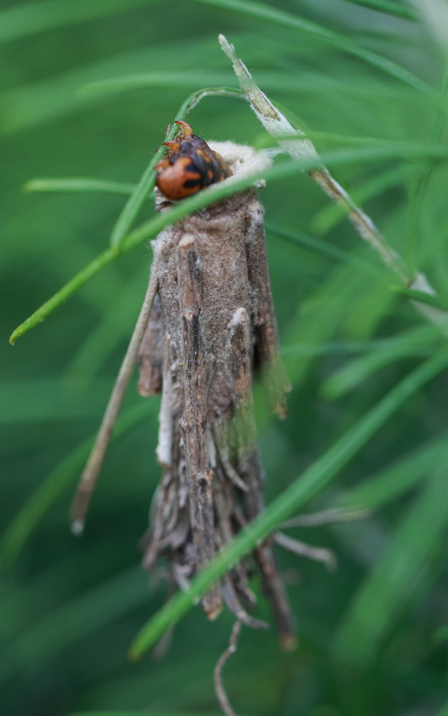 Lord Howe Case Moth