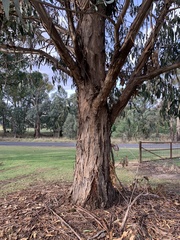 Eucalyptus globulus bicostata