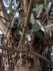 Eucalyptus globulus bicostata
