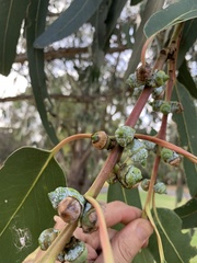 Eucalyptus globulus bicostata