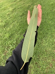 Eucalyptus globulus bicostata