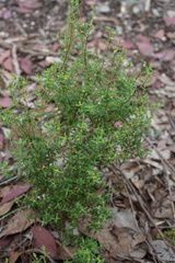 Pimelea hewardiana