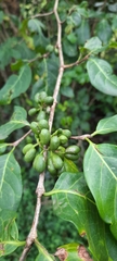 Afrocanthium keniense