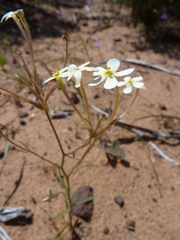 Polycarena batteniana