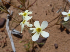 Polycarena batteniana