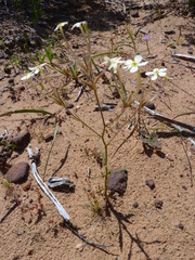 Polycarena batteniana