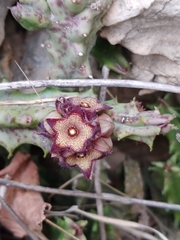 Apteranthes europaea judaica
