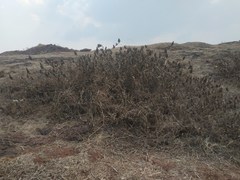 Lepidagathis cuspidata