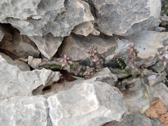 Apteranthes europaea judaica
