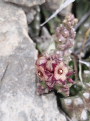 Apteranthes europaea judaica