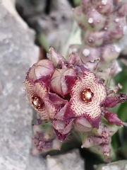 Apteranthes europaea judaica