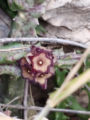 Apteranthes europaea judaica