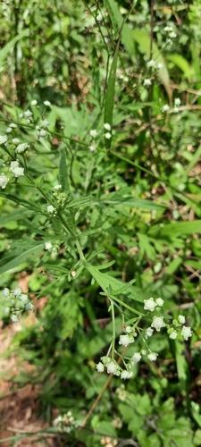 Parthenium image