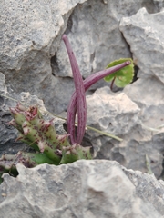 Apteranthes europaea judaica